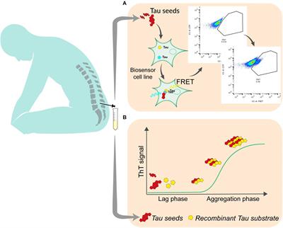 Quantitative Methods for the Detection of Tau Seeding Activity in Human Biofluids